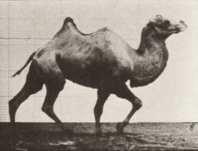 Plate 738 Bactrian camel racking — figure reference